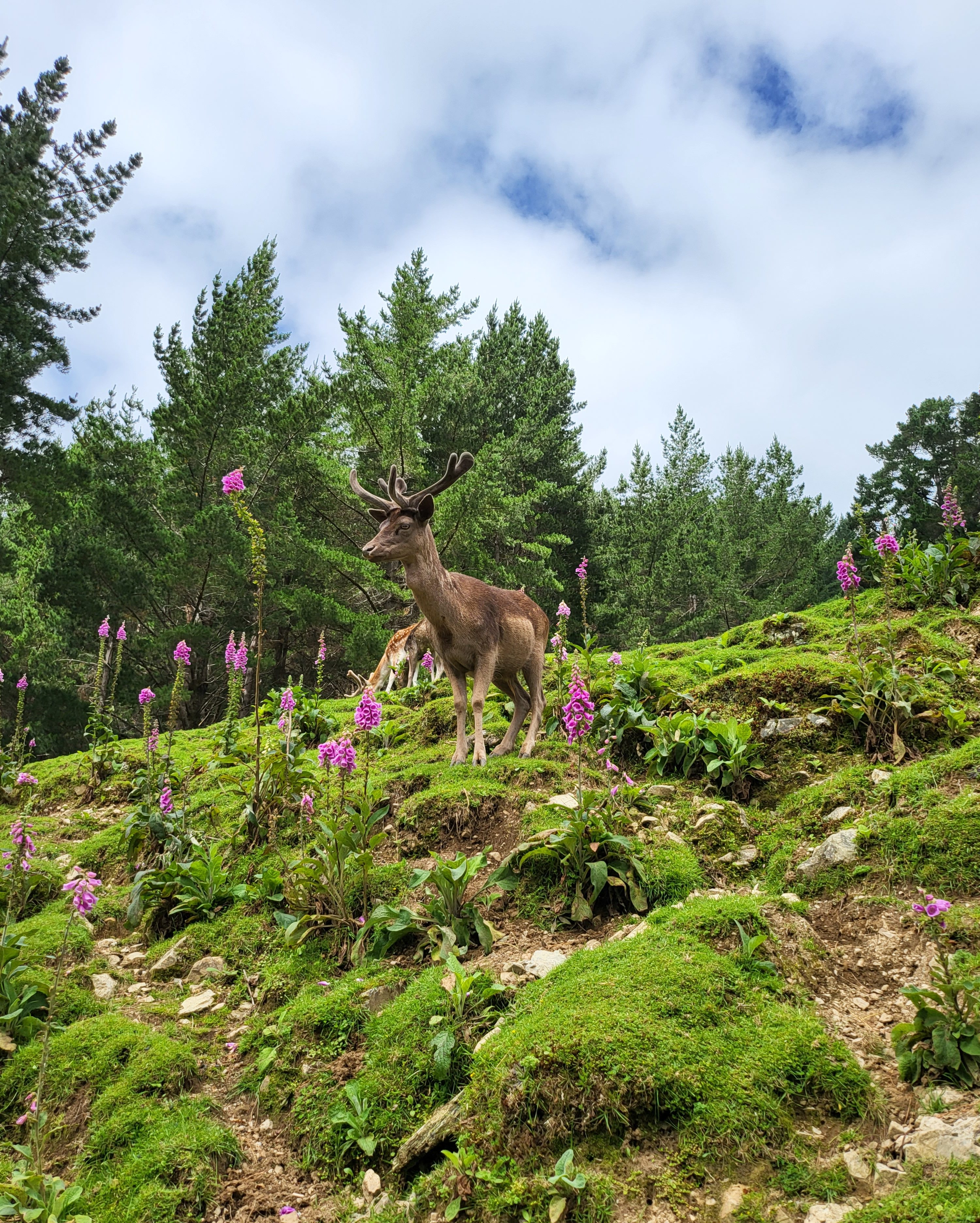 🦘 Wild Encounters at Staglands Wildlife Reserve! 🌿